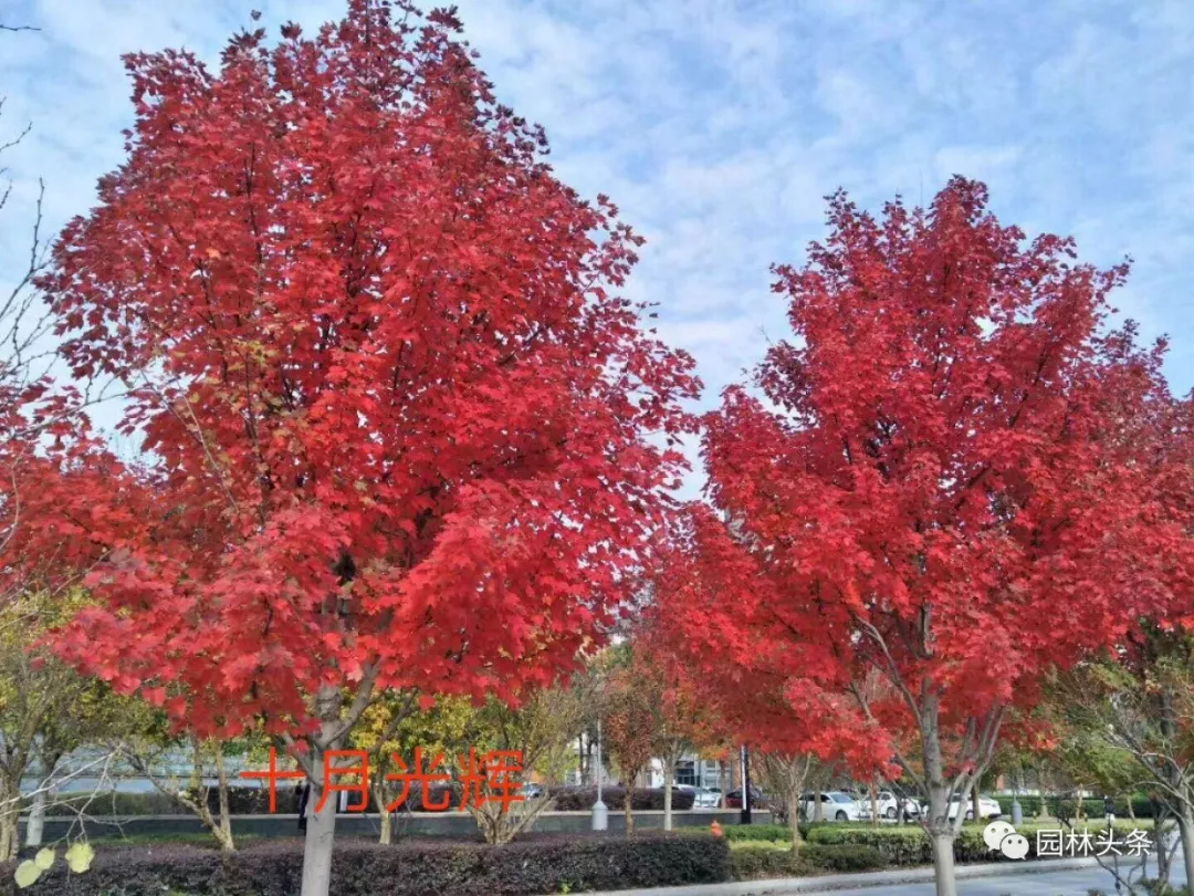 十月光辉是美国红枫品种里最优秀的品种之一,树形椭圆而饱满,变色稳定
