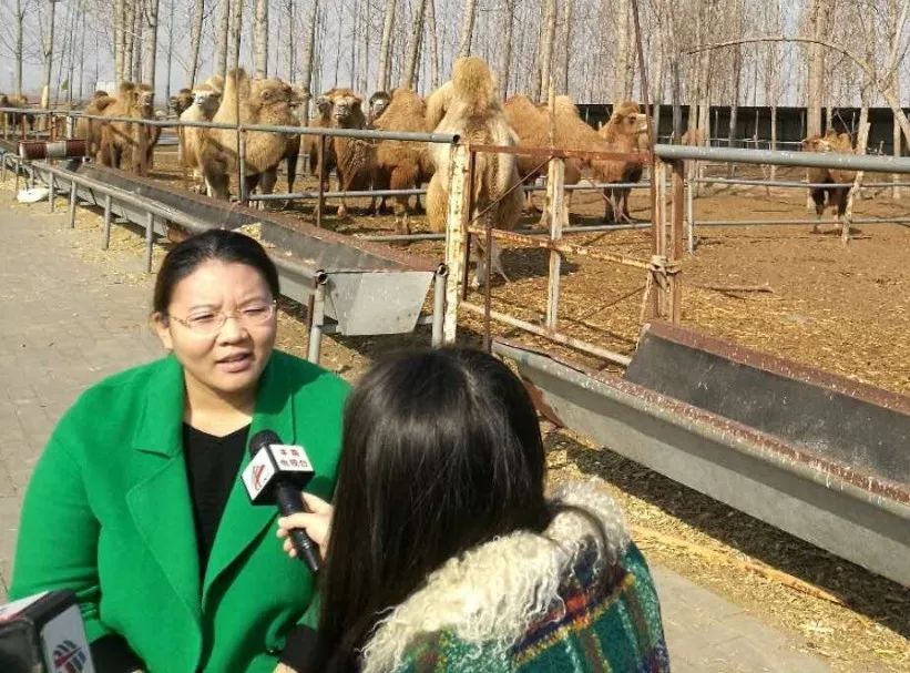 我镇漠尚客骆驼养殖专业合作社理事长郑林林荣获省三八红旗手荣誉称号