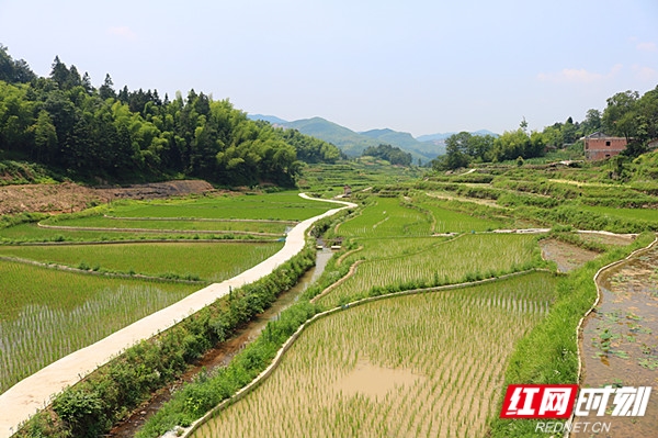 乡村振兴 新化万龙村走出一条自己的路