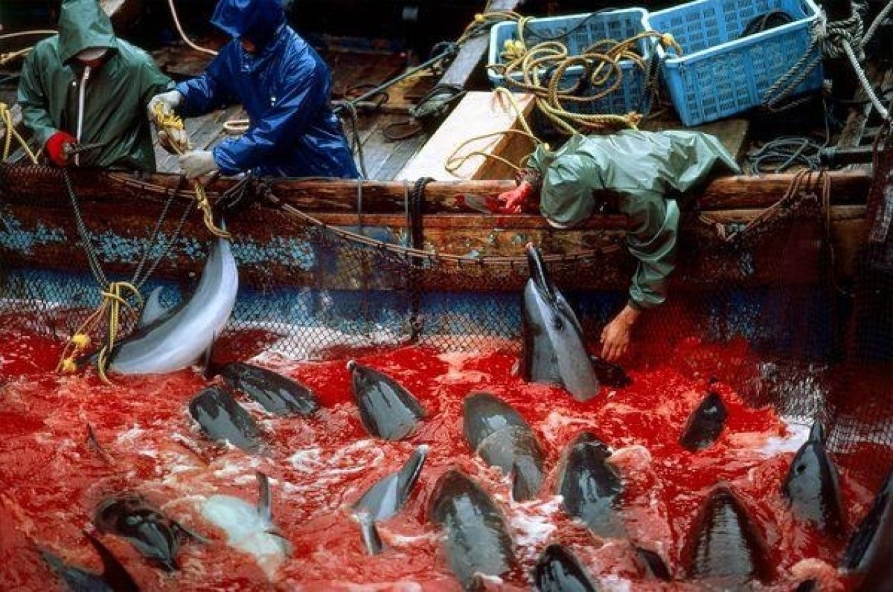 日本某传统节日,以屠杀上万条海豚为主要节目,引起抗议
