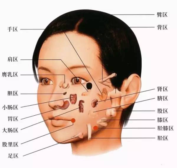 脸部位名称图片