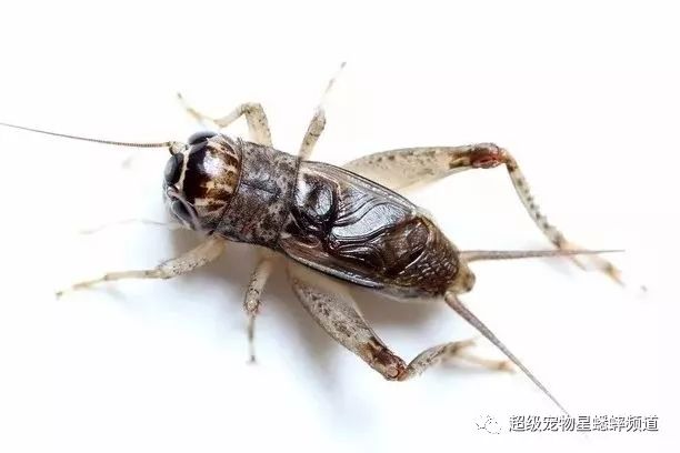 白麻头蟋蟀虫王图片