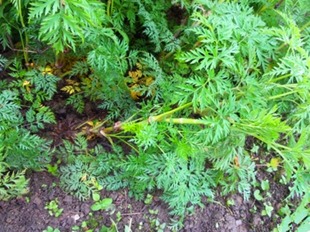 川芎属多年生草本植物,一般可以长高40至60厘米,根茎很是发达,会形成