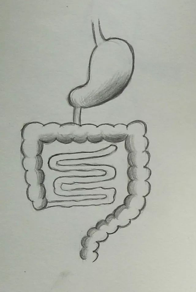 大肠包小肠简笔画图片