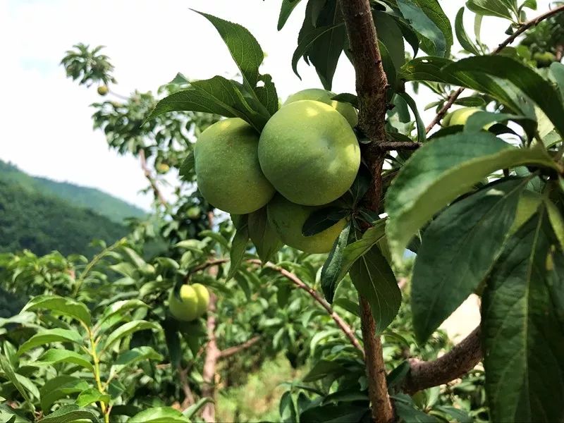 天峨青脆李丨每一口都是脆嫩甜这么好的李子不应该只待大山里