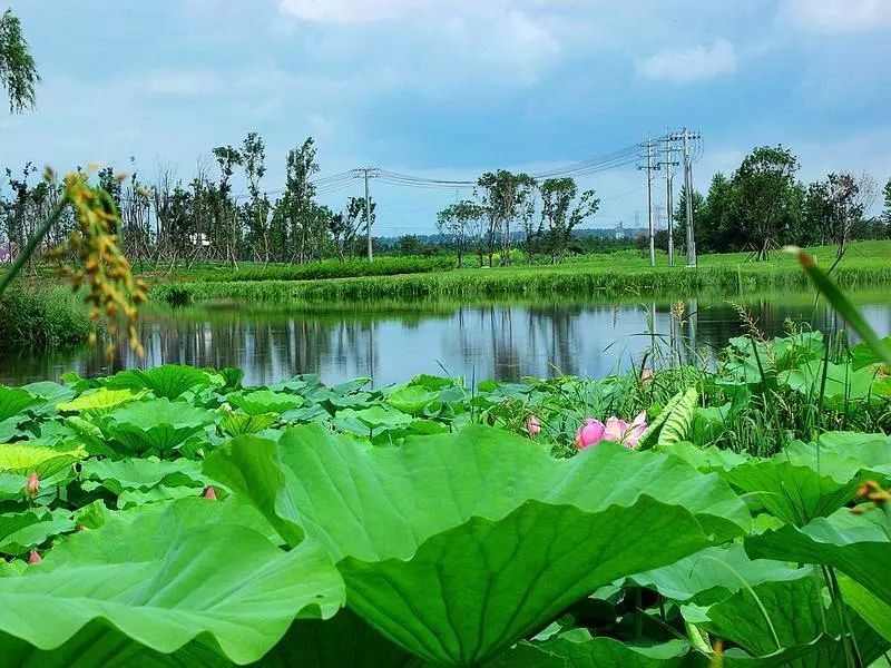 沈阳6个赏荷花胜地 不输西湖 错过再等一年