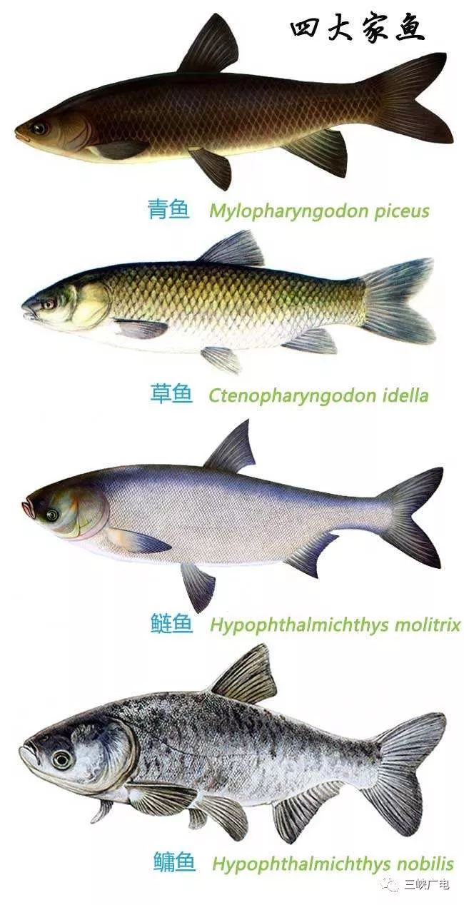 长江鱼种大全图片