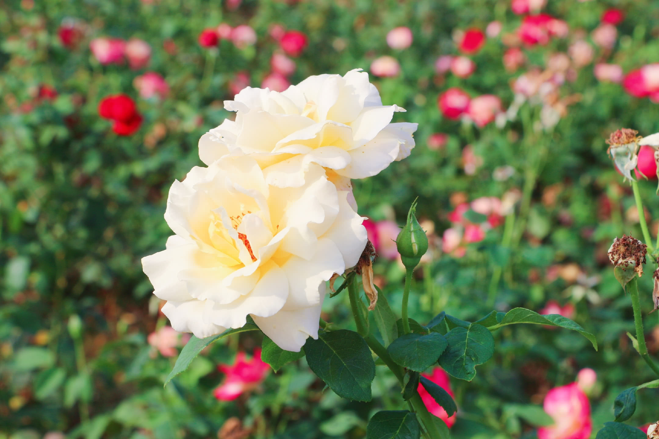 喜欢玫瑰花的一定不要错过,常州玫瑰风情园绽放千亩玫瑰花