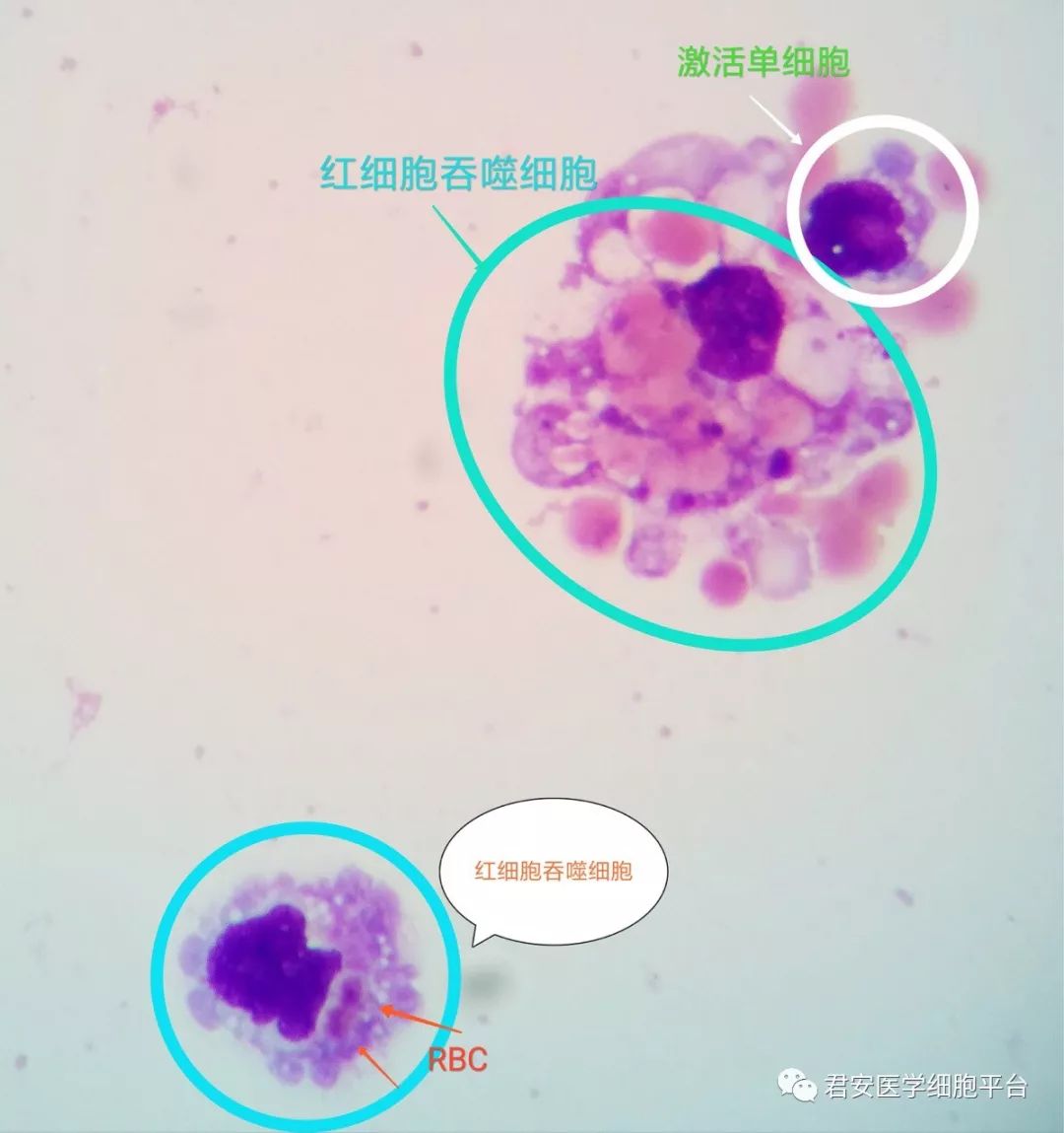 鸡的红细胞结构图图片