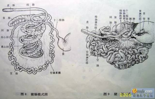 猪肚位置解剖图图片