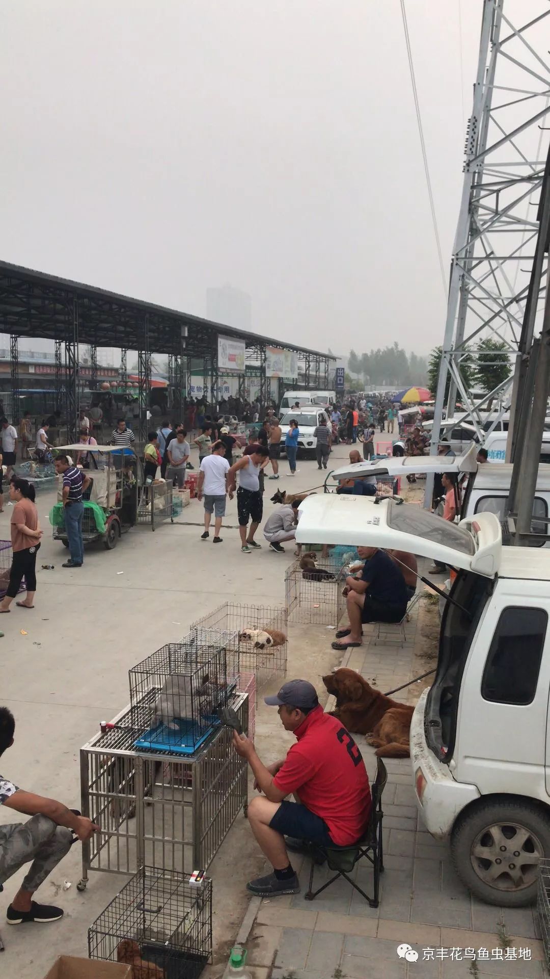 北京猫狗市场图片