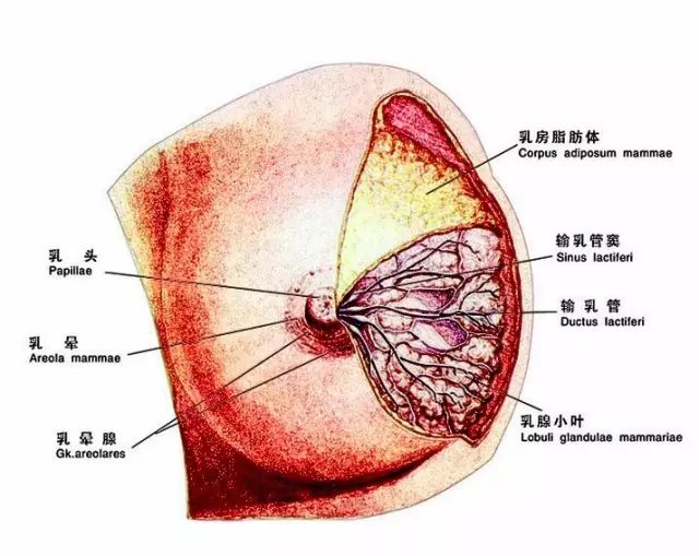 左乳10点方向位置图图片