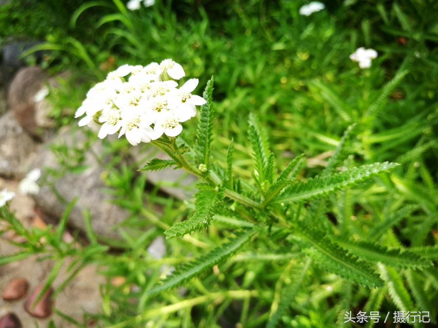 中药材一枝蒿夏日里开白色小花有祛风解表活血散瘀等功效