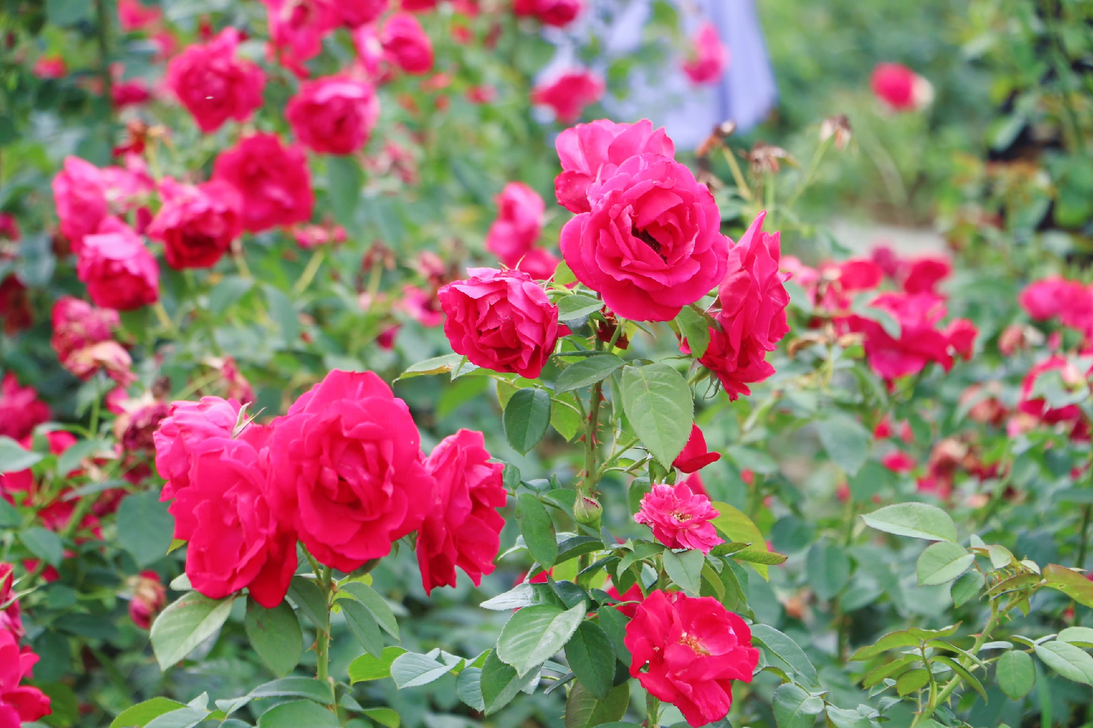 喜欢玫瑰花的一定不要错过，常州玫瑰风情园绽放千亩玫瑰花