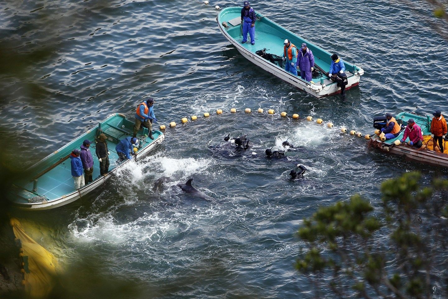 Is Japan's Dolphin Slaughter Really for Food? | HuffPost