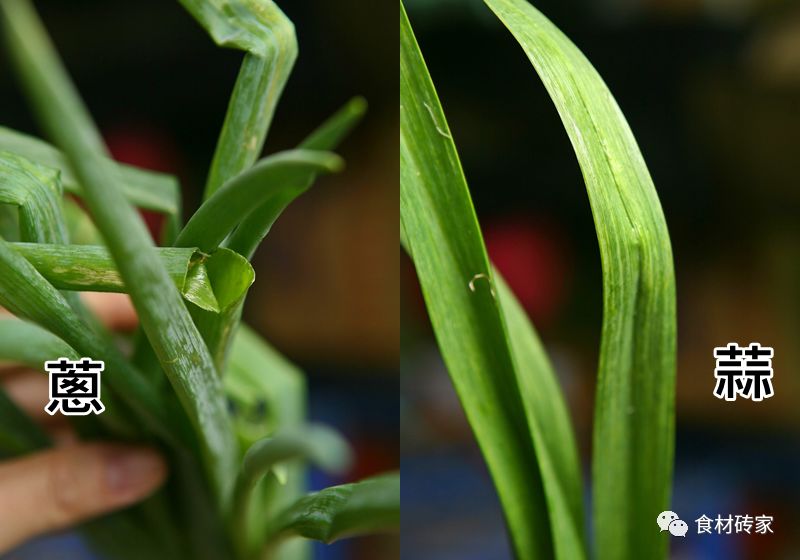 說了不蒜,蒜了不說:青蒜,蒜黃,蒜毫和蒜薹