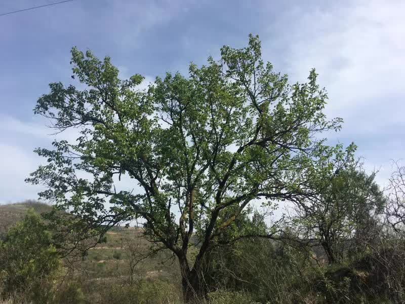 千年酸棗樹下故事多——席家村千年酸棗王