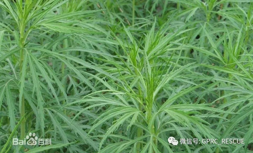 柳蒿芽功效药用价值图片