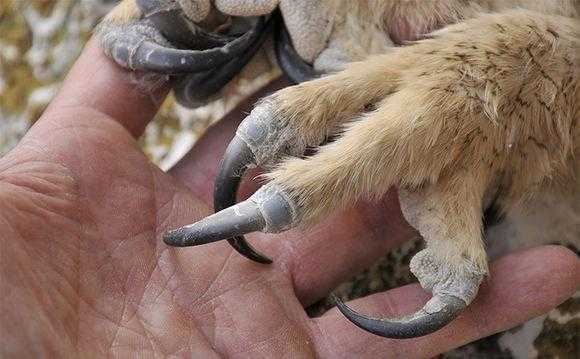 雕鸮的爪子图片