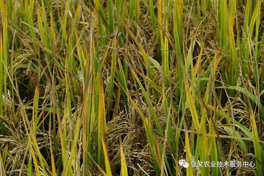 水稻缺钾的症状图片图片