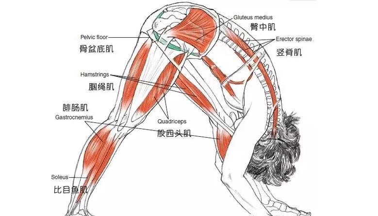 加强侧伸展式中,骨盆的转动需要屈髋肌更好的启动,也许我们可以利用