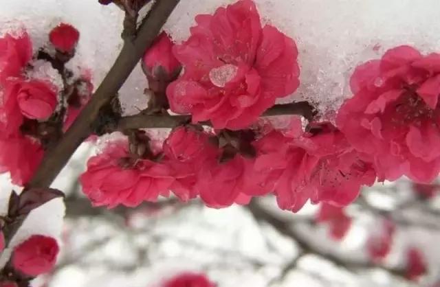 美文美圖周延鋒凌寒獨自開高風亮節傲立雪中梅花美圖大奉送