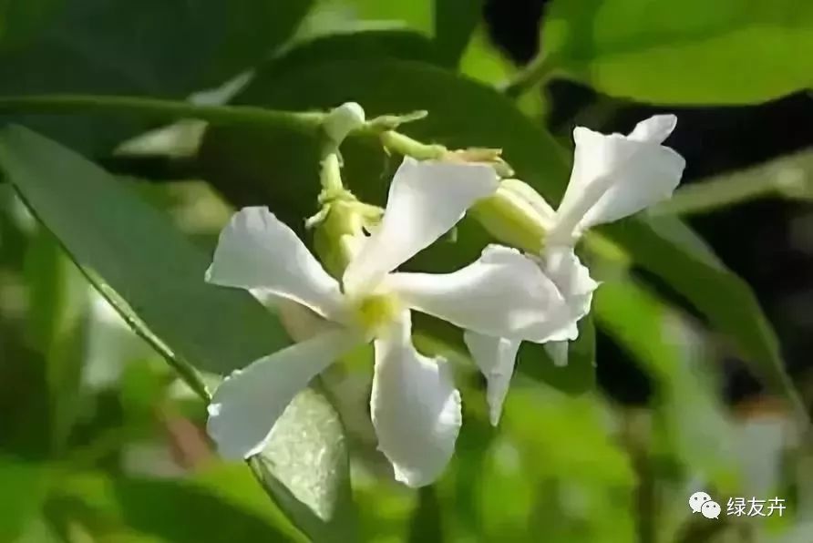 萬字茉莉花紫色的三角葉子,開白花,五行屬金.