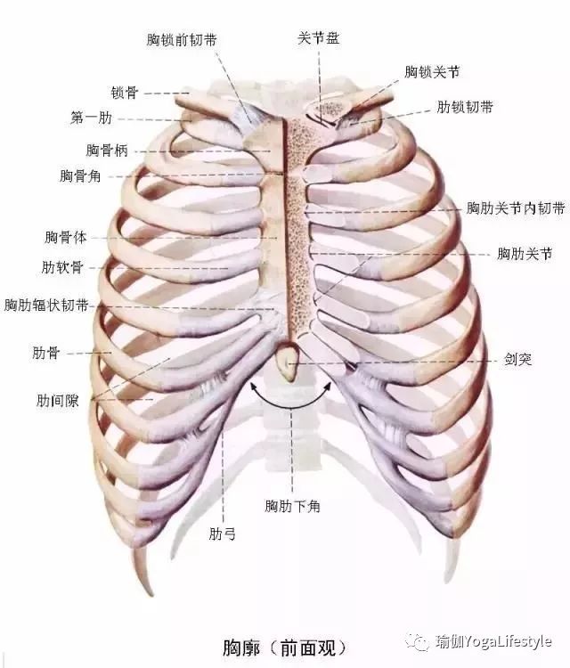 肋骨解剖结构图解图片
