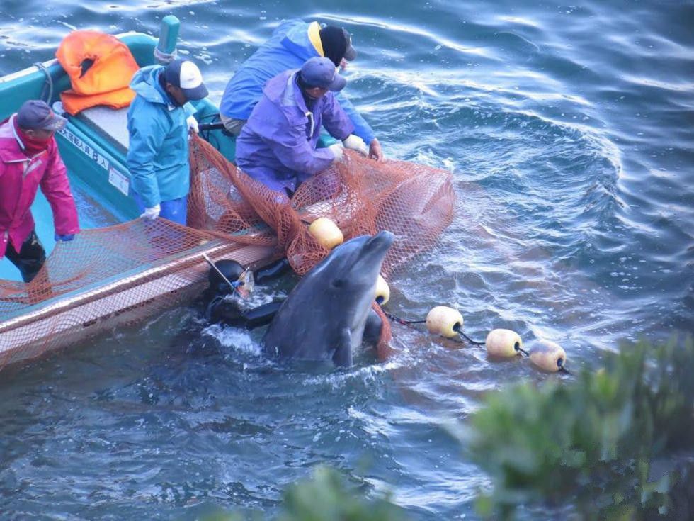 日本某传统节日,以屠杀上万条海豚为主要节目,引起抗议