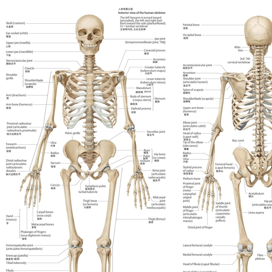 男女骨骼差异图 女性图片