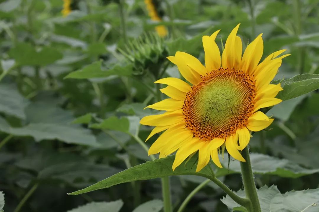 东方不败之葵花向阳图片