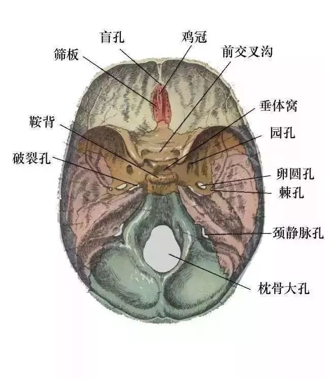 颅骨卵圆孔图片