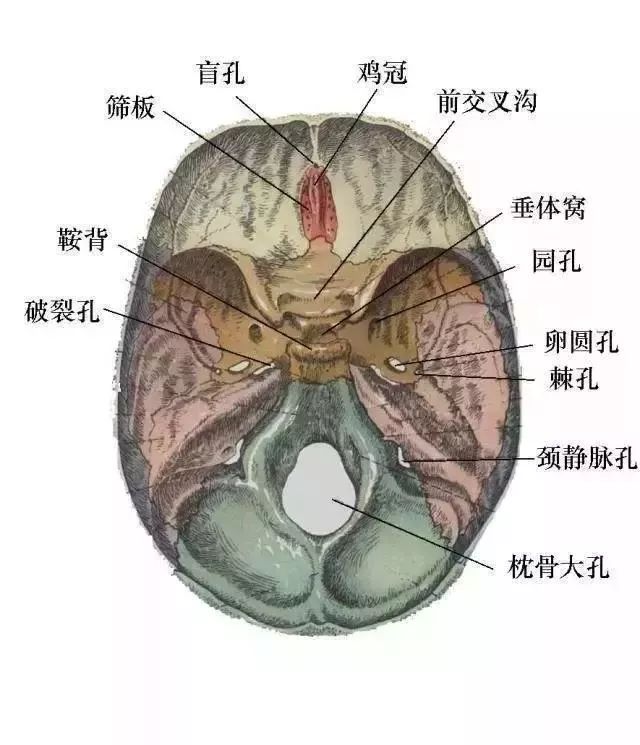 新生儿颅骨口诀新生儿颅骨有特点,头大脸小颊饱满额顶骨间有前囟,闭合