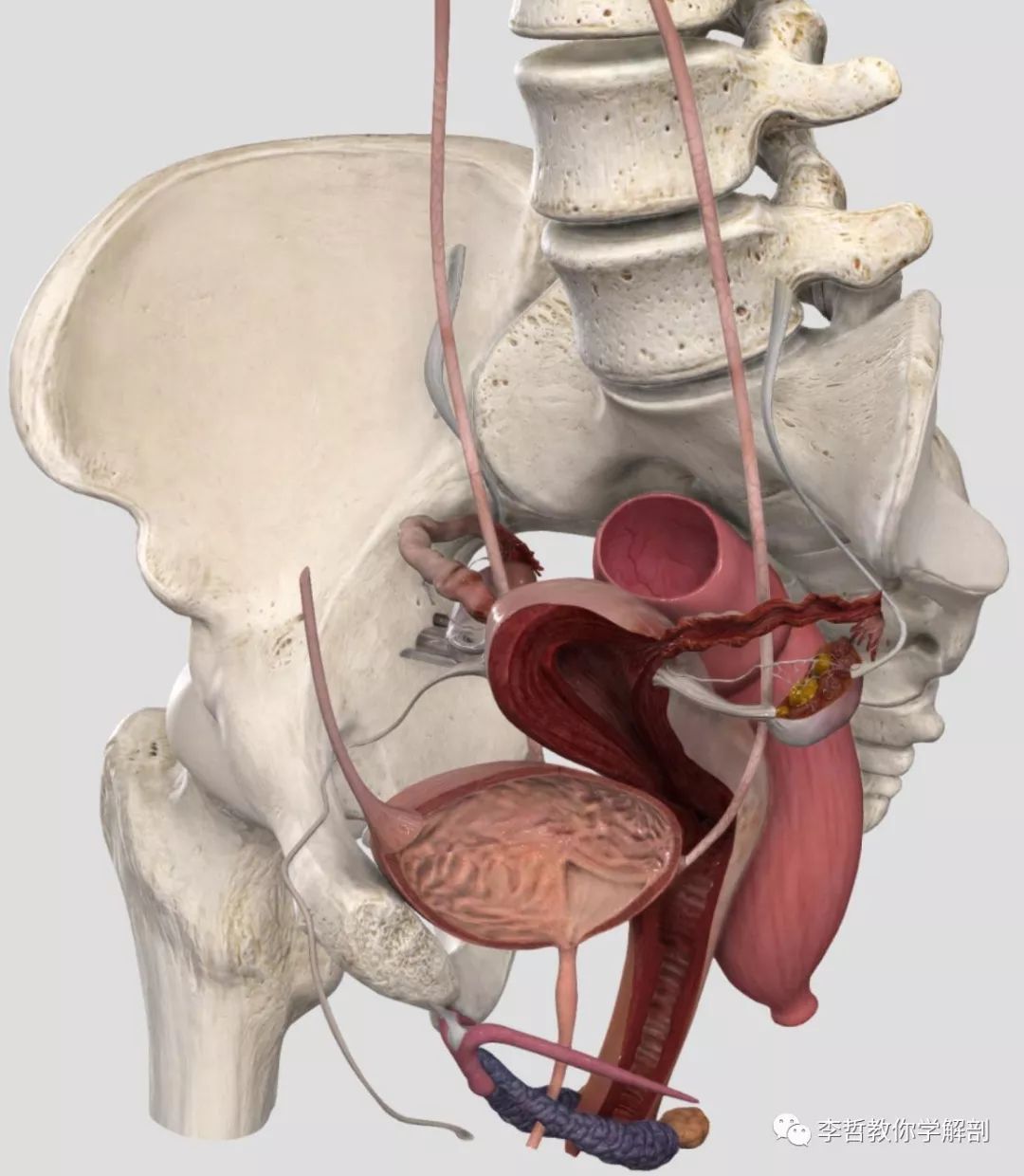 女性骨盆的解剖结构大全