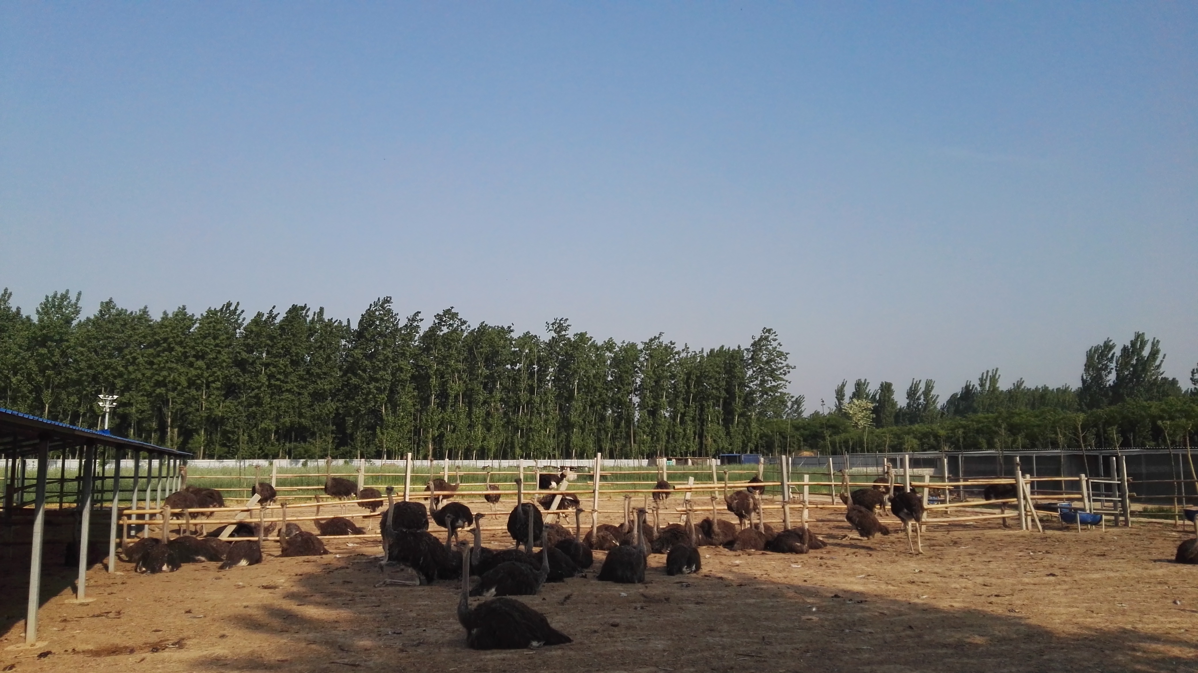 广东最大鸵鸟养殖基地图片