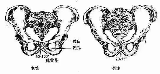 先來學習一下骨盆的構造吧在這一個體式中,骨盆需要在自己的正位上.