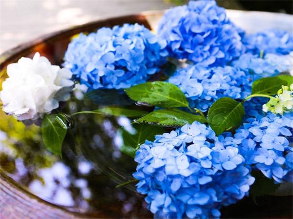 初行度假梅雨季漫步在日本紫阳花海