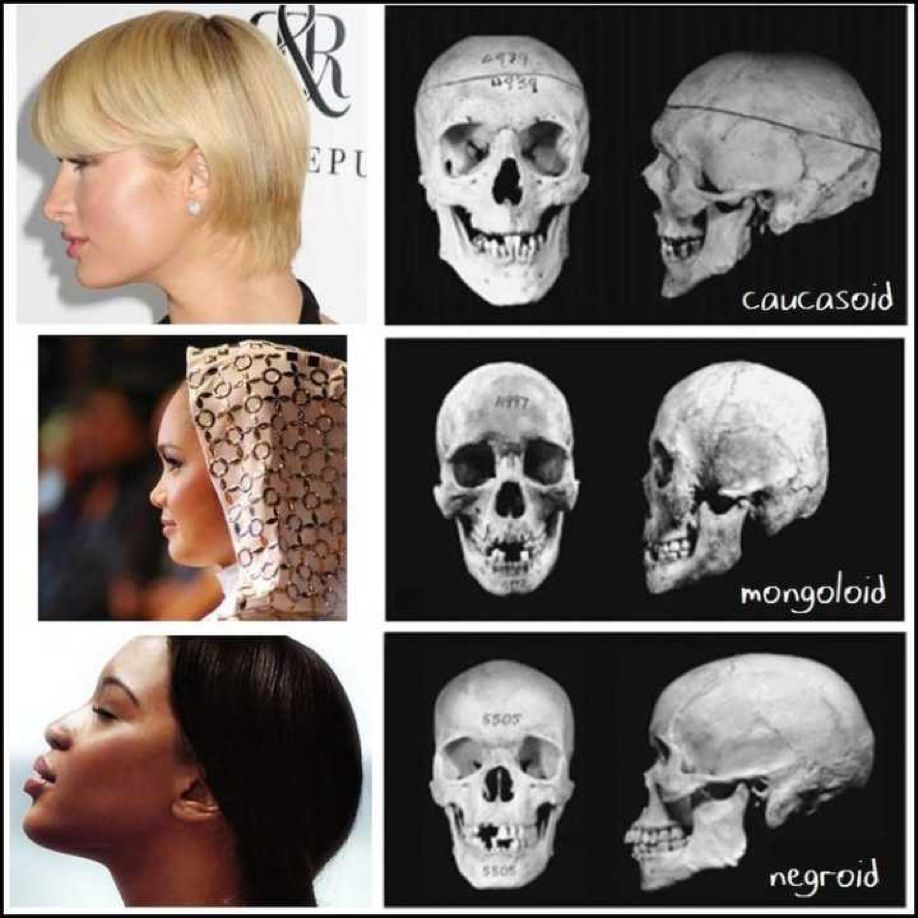 男女头骨区别图女性图片