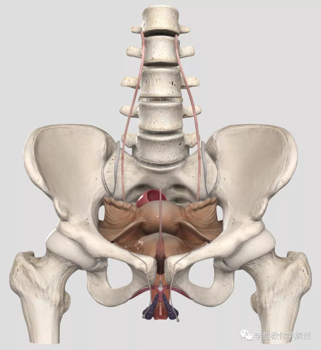 女性骨盆的解剖結構大全