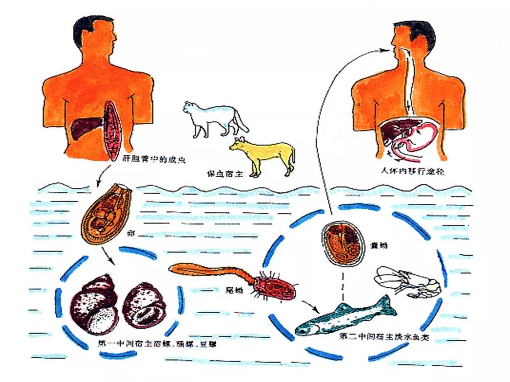 肝片吸虫的生活史图片