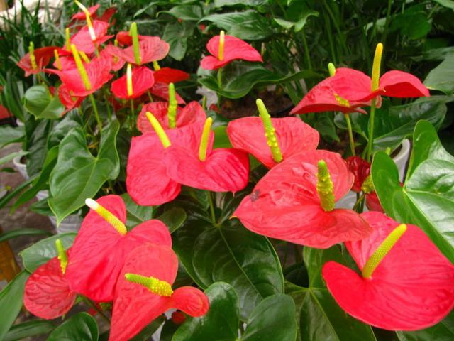 红掌花朵独特,有佛焰花序,色泽鲜艳华丽,色彩丰富,叶形苞片,常见的