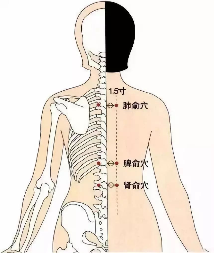 肾纹的准确位置图图片