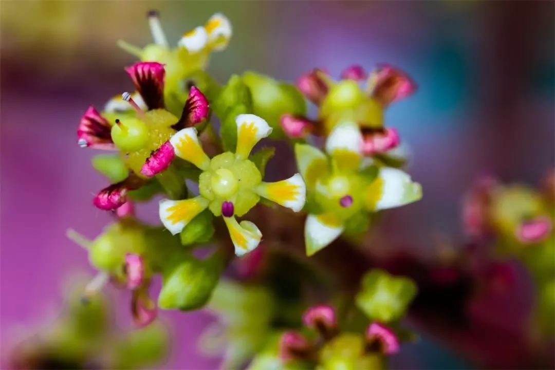 芒果两性花与雄花对比图片