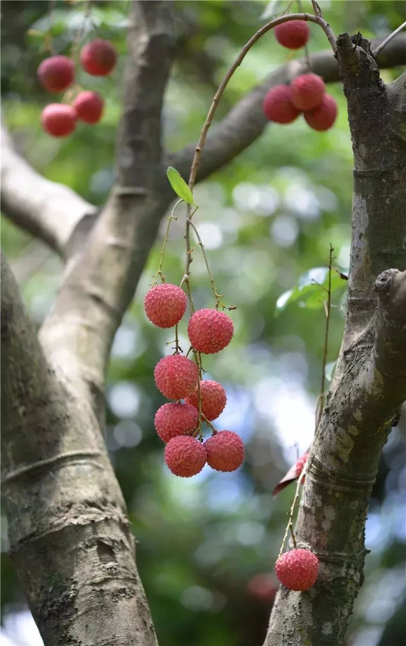 香连翠叶真堪画,红透青笼实可怜—唐.白居易