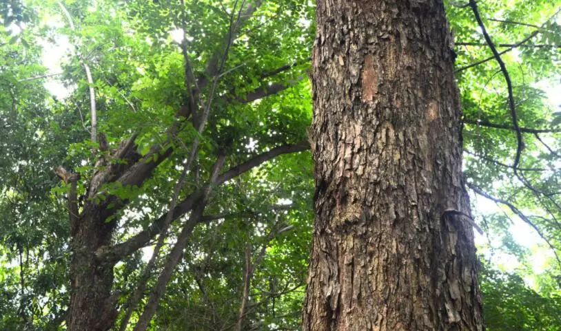 1:緬甸黃花梨,學名大果紫檀.