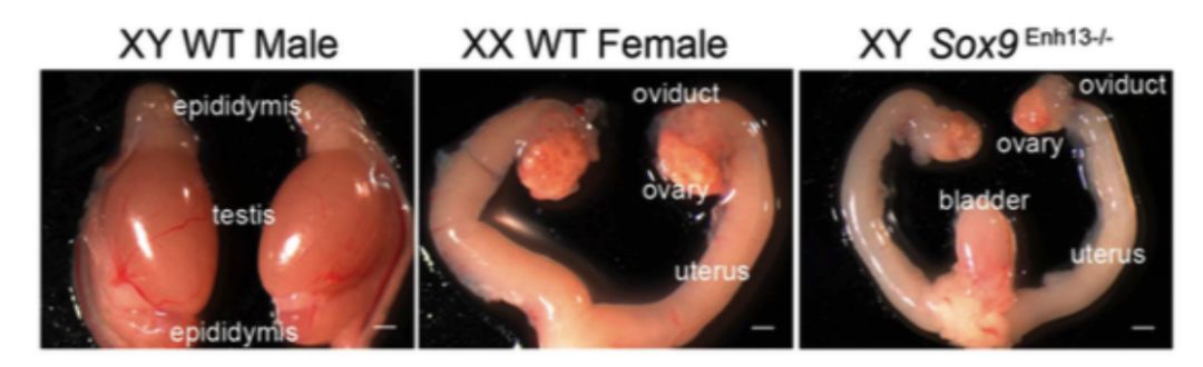 图丨缺少 enh13 的xy型小鼠发育出了子宫,卵巢,输卵管在人体中,enh13