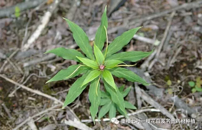 七葉一枝花如何選擇適合的種植環境以及種植前期準備工作