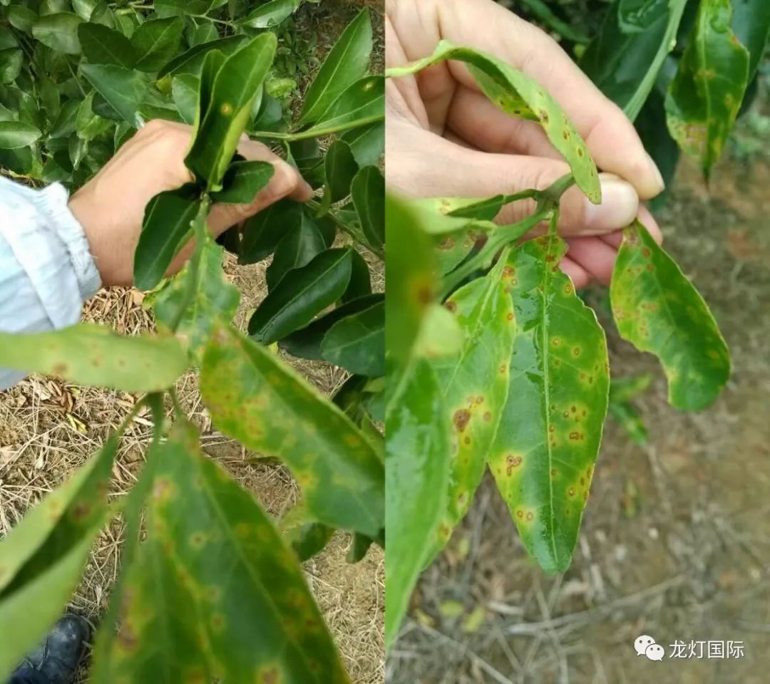 柑橘白粉病症狀特點是什麼意思(白粉病屬於真菌還是細菌)