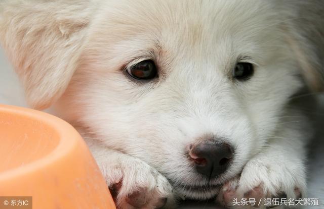 狗狗经常呕吐不吃东西怎么办 犬便秘的治疗措施