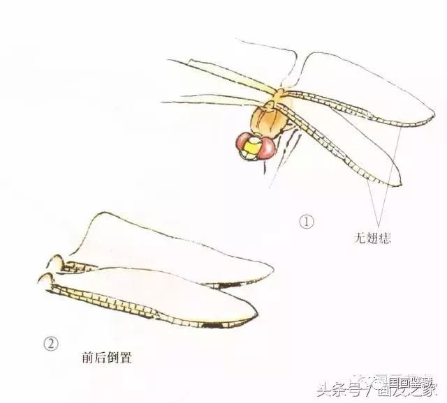 蜻蜓的身体结构图图片